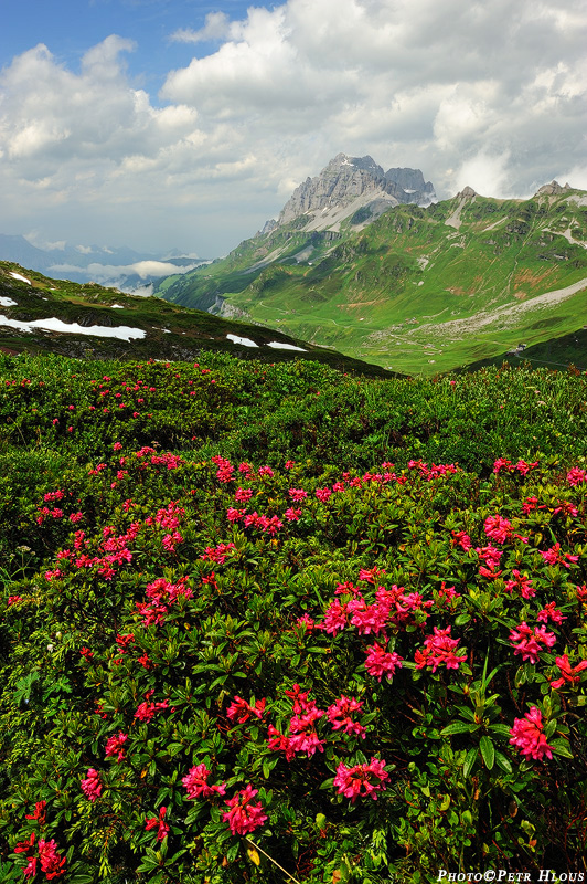 Alpská růže
