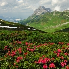 Alpská růže | fotografie