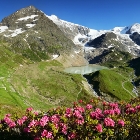 Alpská růže | fotografie