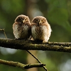 Young Eurasian Pygmy Owl | photography