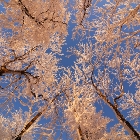 Slunce v korunách stromů | fotografie