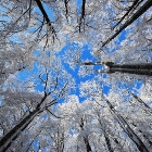 Zimní koruny stromů | fotografie